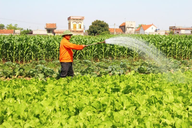 man watering vegetables fields h